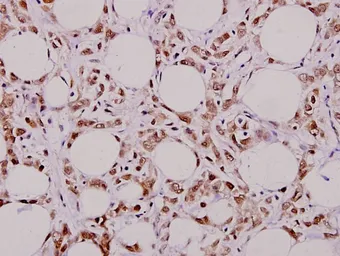 Anti-MUTYH antibody used in IHC (Paraffin sections) (IHC-P). GTX66680