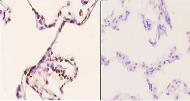 Anti-PU.1 antibody used in IHC (Paraffin sections) (IHC-P). GTX66691