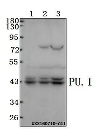 Anti-PU.1 antibody used in Western Blot (WB). GTX66691