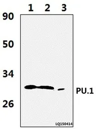 Anti-PU.1 antibody used in Western Blot (WB). GTX66691