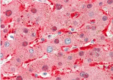 Anti-Angiopoietin 1 antibody used in IHC (Paraffin sections) (IHC-P). GTX66700