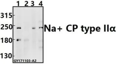 Anti-Nav1.2 antibody used in Western Blot (WB). GTX66721