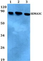 Anti-SEMA3C antibody used in Western Blot (WB). GTX66725