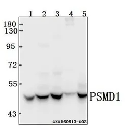 Anti-PSMD11 antibody used in Western Blot (WB). GTX66726