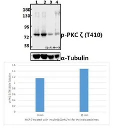 Anti-PKC zeta (phospho Thr410) antibody used in Western Blot (WB). GTX66730