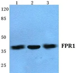 Anti-FPR1 antibody used in Western Blot (WB). GTX66738
