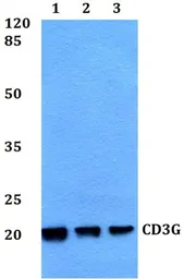 Anti-CD3 gamma antibody used in Western Blot (WB). GTX66759