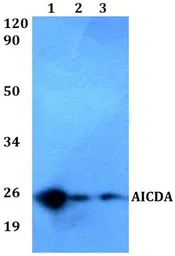 Anti-AICDA antibody used in Western Blot (WB). GTX66775