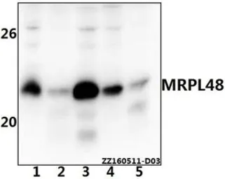 Anti-MRPL48 antibody used in Western Blot (WB). GTX66815