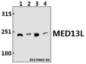 Anti-MED13L antibody used in Western Blot (WB). GTX66820