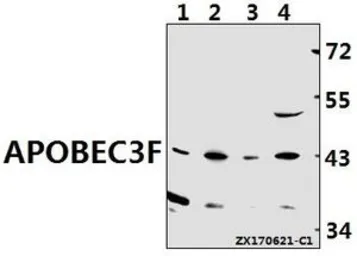 Anti-APOBEC3D + APOBEC3F antibody used in Western Blot (WB). GTX66822
