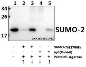 Anti-SUMO2 antibody used in Immunoprecipitation (IP). GTX66829