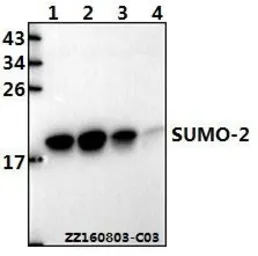 Anti-SUMO2 antibody used in Western Blot (WB). GTX66829