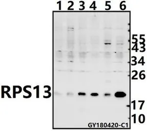 Anti-RPS13 antibody used in Western Blot (WB). GTX66837