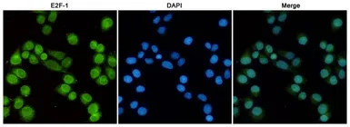 Anti-E2F1 antibody [4G8] used in Immunocytochemistry/ Immunofluorescence (ICC/IF). GTX66839