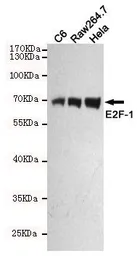 Anti-E2F1 antibody [4G8] used in Western Blot (WB). GTX66839