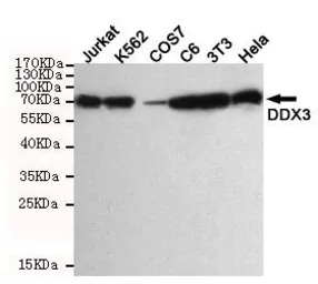 Anti-DDX3 antibody [6G8] used in Western Blot (WB). GTX66840