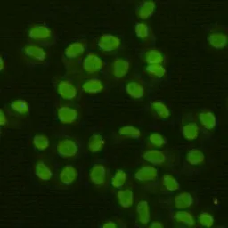 Anti-FEN1 antibody [7H8] used in Immunocytochemistry/ Immunofluorescence (ICC/IF). GTX66841