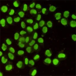 Anti-Ku80 antibody [8H1] used in Immunocytochemistry/ Immunofluorescence (ICC/IF). GTX66843