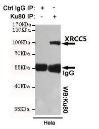 Anti-Ku80 antibody [8H1] used in Immunoprecipitation (IP). GTX66843