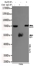 Anti-Ku70 antibody [7B1] used in Immunoprecipitation (IP). GTX66844