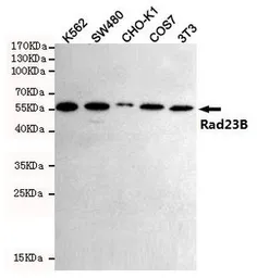 Anti-RAD23B antibody [5H1] used in Western Blot (WB). GTX66845