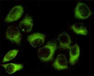 Anti-AMPK beta 1 antibody [1A7] used in Immunocytochemistry/ Immunofluorescence (ICC/IF). GTX66847