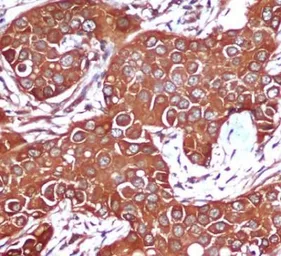 Anti-AMPK beta 1 antibody [1A7] used in IHC (Paraffin sections) (IHC-P). GTX66847