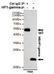 Anti-HP1 gamma antibody [5G10] used in Immunoprecipitation (IP). GTX66848