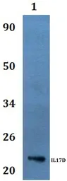 Anti-IL17D antibody used in Western Blot (WB). GTX66864