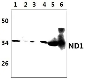 Anti-MT-ND1 antibody used in Western Blot (WB). GTX66868
