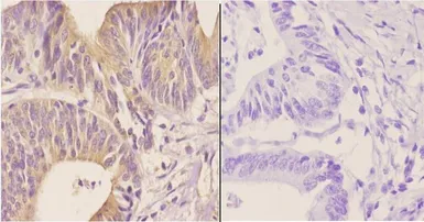 Anti-TWEAK antibody used in IHC (Paraffin sections) (IHC-P). GTX66870