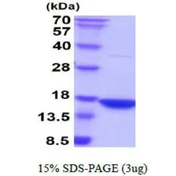 Human Interferon gamma protein (active). GTX67077-pro