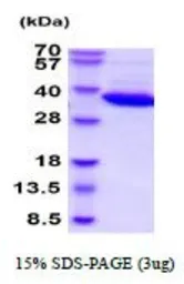 Human LDH-B protein (active). GTX67085-pro