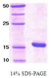 Human PIN1 protein (active). GTX67121-pro