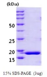 Human PPIH protein (active). GTX67130-pro