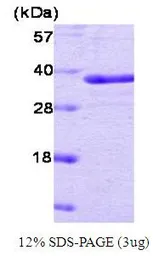 Human PTP1B protein (active). GTX67148-pro