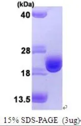 Human Thioredoxin protein, His tag (active). GTX67163-pro