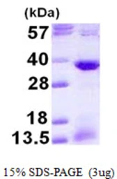Human ATF1 protein, His tag. GTX67244-pro