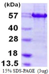 Human ATF4 protein, His and Cam tag. GTX67246-pro