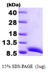 Human ATOX1 protein, His tag. GTX67247-pro