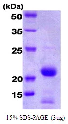 Human Bid protein. GTX67252-pro