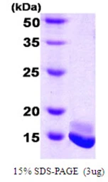 Human Calmodulin protein. GTX67262-pro