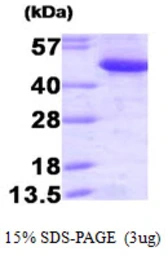 Human CtBP1 protein. GTX67342-pro