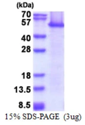 Human eEF1A1 protein, His tag. GTX67365-pro