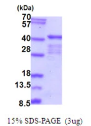 Human ELAVL2 protein, His tag. GTX67376-pro