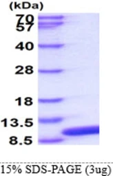 Human Glutaredoxin 1 protein. GTX67414-pro