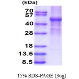 Human GSK3 beta protein, His tag. GTX67434-pro
