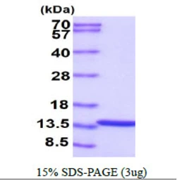 Human HINT1 protein. GTX67460-pro