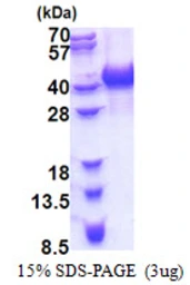 Human hnRNP AB protein, His tag. GTX67471-pro